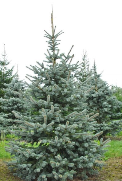 Picea pungens f. glauca (RVA) - Asā egle (sudrabegle)